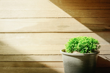 closeup green tree on flower pot and wooden background