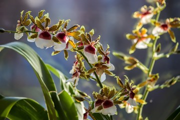 Orchid flowers closeup