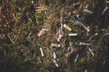 Top view of a large pile of cigarette butts mixed with dry grass in a spring forest. Environmental pollution. Smoking is bad for your health. Toning