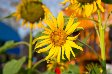 closeup of sunflower in the garden