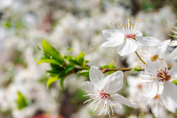 Spring apricots flowers background beautiful white branches of blooming apricots in the spring in the background blue sky. Apricot tree branch with flowers. Blooming tree branch with white flowers.