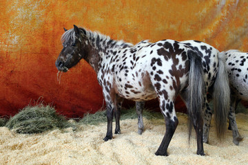 Funny spotted Falabella pony in dark stable 