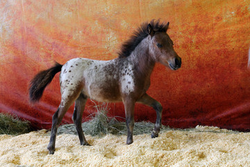 Funny spotted Falabella pony in dark stable 