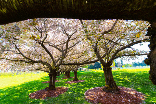 Beautiful Cherry Blossom Trees At Clark Community College In Vancouver WA