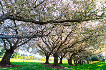Beautiful Cherry Blossom Trees at Clark Community College in Vancouver WA