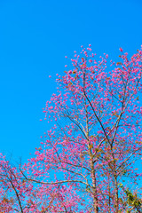 Prunus cerasoides flower and blue sky