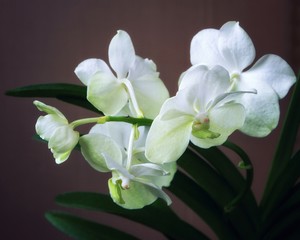 Orchid flowers closeup