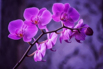Fototapeta na wymiar Orchid flowers closeup