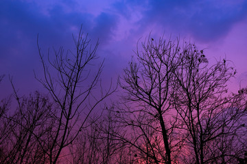 Obraz na płótnie Canvas Beautiful sky when sunset with silhouette tree. Twilight sky.