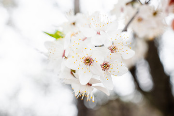 Spring apricots flowers background beautiful white branches of blooming apricots in the spring in the background blue sky. Apricot tree branch with flowers. Blooming tree branch with white flowers.