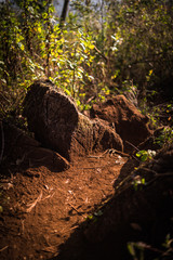 stone and soil path in the forest closeup.