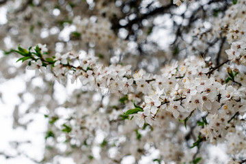 Spring apricots flowers background beautiful white branches of blooming apricots in the spring in the background blue sky. Apricot tree branch with flowers. Blooming tree branch with white flowers.