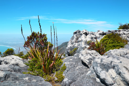View from Table Mountain National Park to Cape Town and the flower Watsonia tabularis, a bud of red-pink flower growing on a rock, South Africa