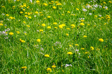 Hintergrund Blumenwiese gelb grün Muster