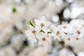 Spring apricots flowers background beautiful white branches of blooming apricots in the spring in the background blue sky. Apricot tree branch with flowers. Blooming tree branch with white flowers.
