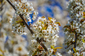 Kirschblüten Zweig Hintergrund Muster 