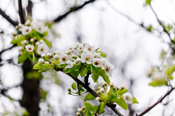 Spring pear flowers background, beautiful white branches of a blooming pear in the spring in the background blue sky. Pear tree branch with flowers. Blooming tree branch with white flowers.