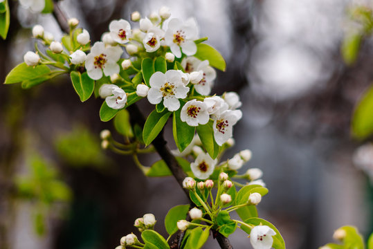 Spring pear flowers background, beautiful white branches of a blooming pear in the spring in the background blue sky. Pear tree branch with flowers. Blooming tree branch with white flowers.