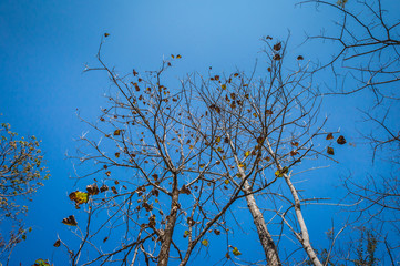 pattern of tree branch and blue sky