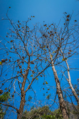 pattern of tree branch and blue sky