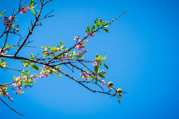 tree of Peach blossom flower closeup