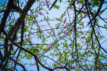 tree of Peach blossom flower closeup