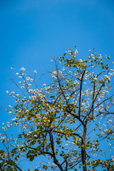 closeup of white flower and blue sky