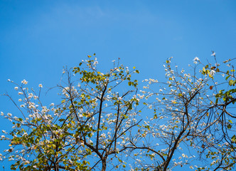 closeup of white flower and blue sky