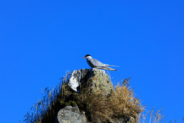 Vatnsnes / Iceland - August 27, 2017: A artic tern on a rock in Vatnsnes peninsula, Iceland, Europe