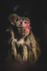 Monkey in direct sun. Baboon looking at something. Animal outdoor. Monkey sitting.