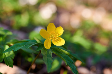 Caltha palustris with yellow flowers