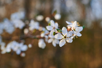 Blooming wild plums