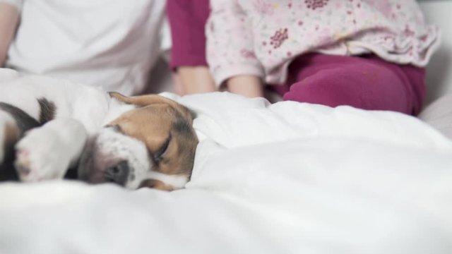 A little girl strokes a puppy beagle in bed.