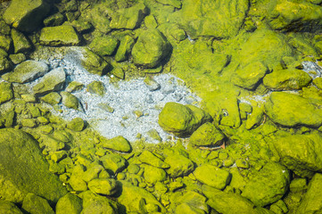 green of hot spring pond closeup