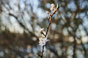 Blooming wild plums