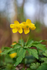 Caltha palustris with yellow flowers