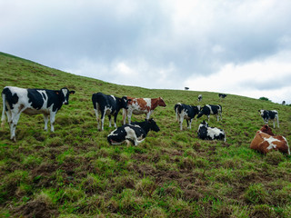 cows grazing in a field