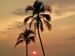 Silhouette Of Palm Tree At Sunset