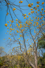 Tabebuia flower closeup and blue sky