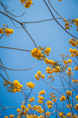 Tabebuia flower closeup and blue sky