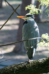 Grey Heron in urban area