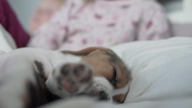 A little girl kisses a sleeping beagle puppy in the bed.