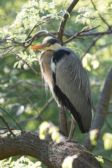 Grey Heron in urban area