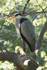 Grey Heron in urban area