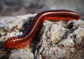 Macro of a worm