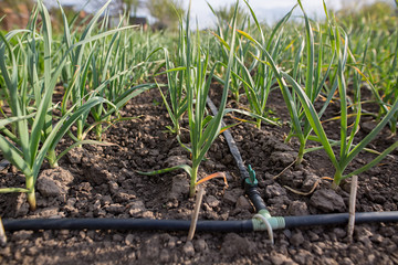 Green onion beds in the garden.
