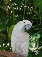 white parrot on a branch, one type of wealth of fauna that lives in the terrytory of Indonesia.