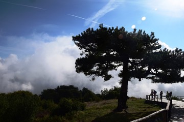 Drzewo na górze Olimp we mgle