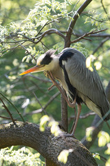Grey Heron in urban area