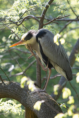 Naklejka premium Grey Heron in urban area